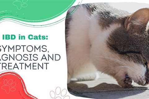 IBD in Cats: Symptoms, Diagnosis and Treatment
