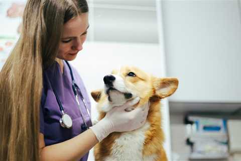 Translating Human Medical Experiences to Vet Med