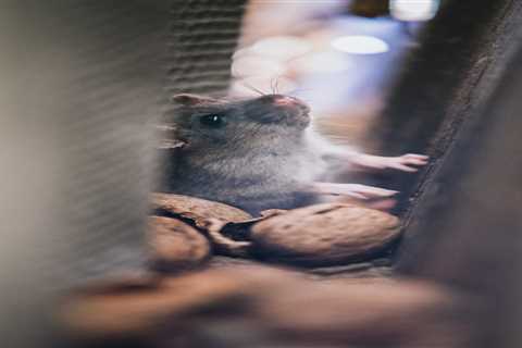 Pest Infestation In Your Home? Here’s How To Address It