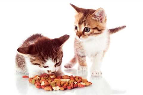 Nutritional Purr-spectives: Feline Health and Clinical Nutrition
