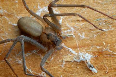 How to Avoid This Common Misdiagnosis: What A Brown Recluse Bite Looks Like