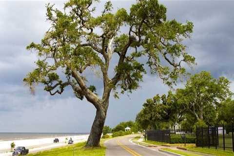 The Impact of International Organizations in Gulfport, MS