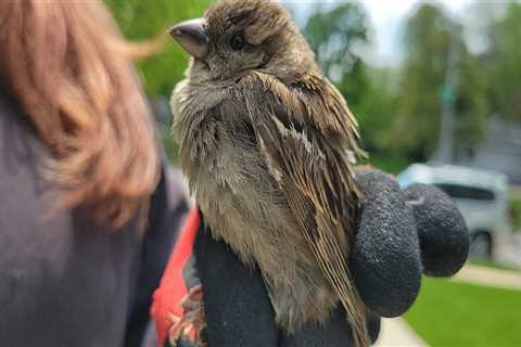 The Vital Role of Wildlife Animals in Anoka County, Minnesota