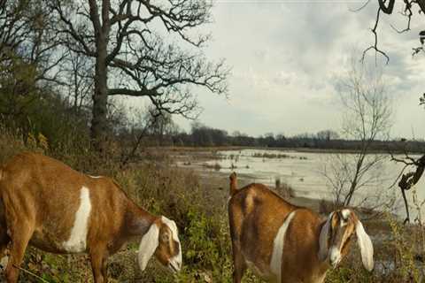 The Impact of Urbanization on Wildlife in Anoka County, Minnesota