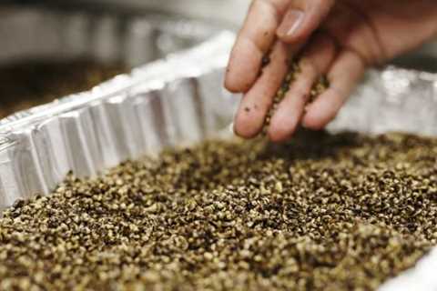 NY Trial Court Halts State Dragnet on Licensed Hemp Operators
