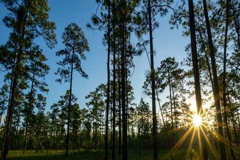The Current Priorities of Environmental Organizations in Northwest Florida