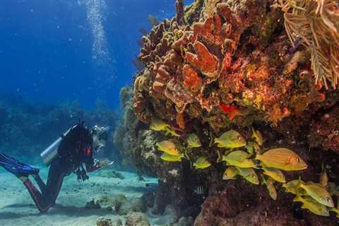 Exploring Charitable Activities for Environmental Conservation in Southeast Florida