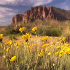 Community Services for Limited English Proficiency Individuals in Central Arizona