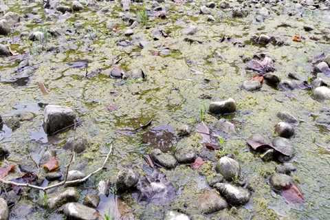 Preserving Northern Virginia's Natural Resources: The Threat of Water Pollution