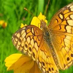 The Essential Role of Beekeepers in Pollinating Crops in McDowell County, North Carolina