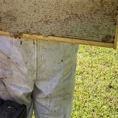 The Buzz About Beekeeping in McDowell County, North Carolina: A Local Expert's Perspective