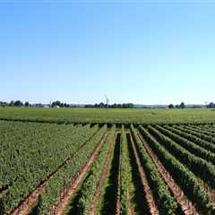 The Rise of Eco-Friendly and Sustainable Wineries in Chautauqua County, New York