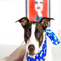 Supporting Animal Rescue Centers in Broward County, Florida