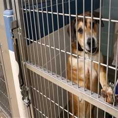 The Fascinating World of Animal Rescue Centers in Broward County, Florida