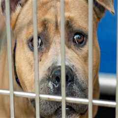 The Joy of Adopting a Senior Pet from an Animal Rescue Center in Broward County, Florida