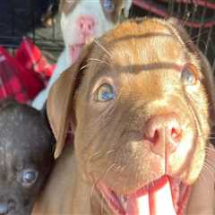 The Ultimate Guide to Volunteering at Animal Rescue Centers in Broward County, Florida