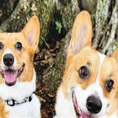 The Impact of Educational Programs and Resources Offered by Animal Rescue Centers in Broward County,..
