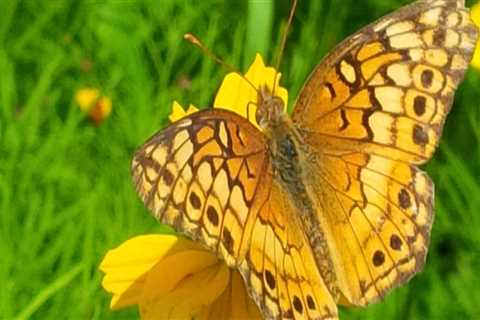 The Essential Role of Beekeepers in Pollinating Crops in McDowell County, North Carolina