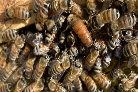 The Sweet Business of Beekeeping in McDowell County, North Carolina: An Expert's Perspective