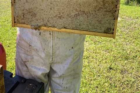 The Buzz About Beekeeping in McDowell County, North Carolina: A Local Expert's Perspective