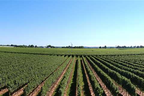The Rise of Eco-Friendly and Sustainable Wineries in Chautauqua County, New York