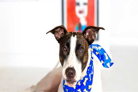 Supporting Animal Rescue Centers in Broward County, Florida