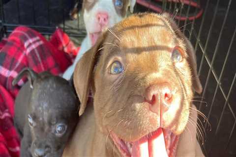 The Ultimate Guide to Volunteering at Animal Rescue Centers in Broward County, Florida