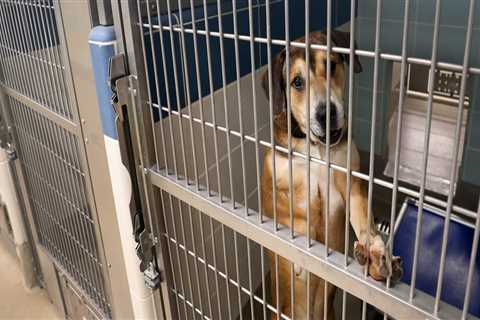 The Importance of Return Policies for Adopted Animals in Broward County, Florida