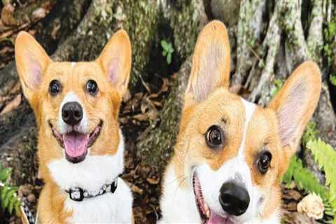 The Impact of Educational Programs and Resources Offered by Animal Rescue Centers in Broward County,..