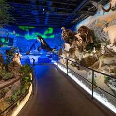 The Vibrant Art Scene of Northern California's Museums