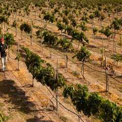 The Ultimate Guide to Planning a Wine Tour in Harris County, Texas