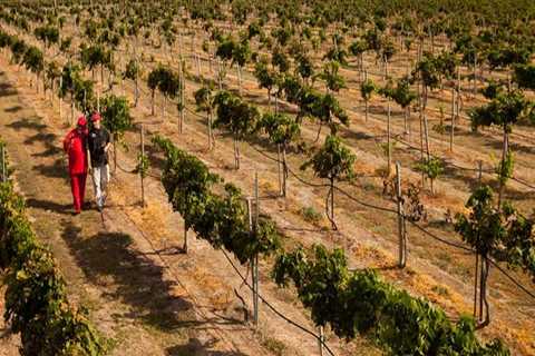 The Ultimate Guide to Planning a Wine Tour in Harris County, Texas