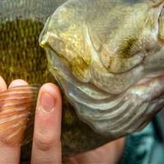 The Ultimate Guide to Fishing in Calvert County, MD