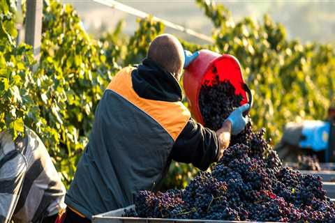 The Impact of Cooperatives and Associations on the Growth of the Wine Industry in Central California