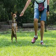 The Impact of Volunteering at Animal Shelters in Southeast SC
