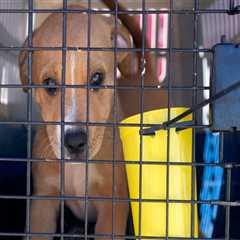 The Truth About Animal Shelters in Southeast SC: An Expert's Perspective