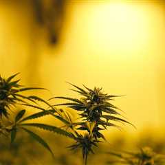 The Economic Impact of Cannabis Legalization in Southwest Washington