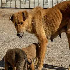 The Challenges and Opportunities of Stray Animal Policies in Southeast SC Shelters