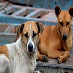 The Challenges and Rewards of Managing Stray Animals in Southeast SC