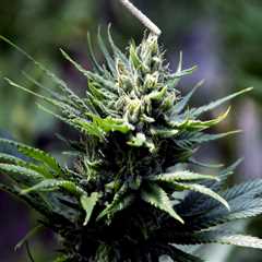Navigating the Regulations on Cannabis Products in Southwest Washington