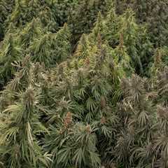 Exploring the World of Cannabis in Southwest Washington
