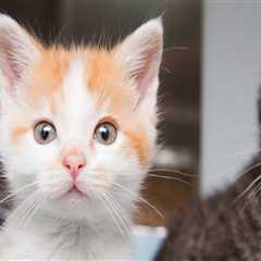 The Power of Social Media for Animal Shelters in Southeast SC