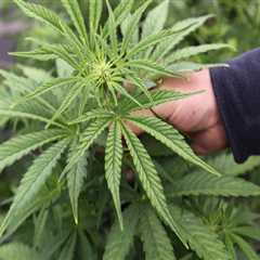 The Cost of Cannabis in Southwest Washington: A Comprehensive Comparison