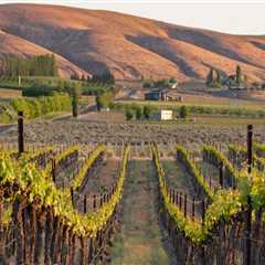 Uncovering the Hidden Gem of Western Washington's Vineyards