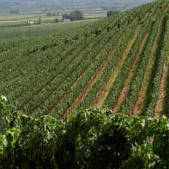The Hidden Gem of Western Washington: A Wine Lover's Paradise