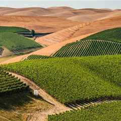 The Hidden Gem of Western Washington: A History of Vineyards and Winemaking