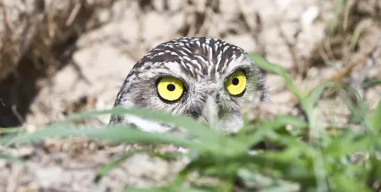 Commission Grants Six-Month Extension for CDFW’s Burrowing Owl Status Review