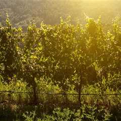 The Rise of Viognier in Central Virginia