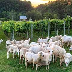 Sustainability in Central Virginia's Wine Industry