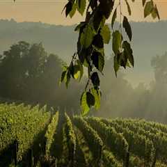 The Growing Wine Industry in Central Virginia